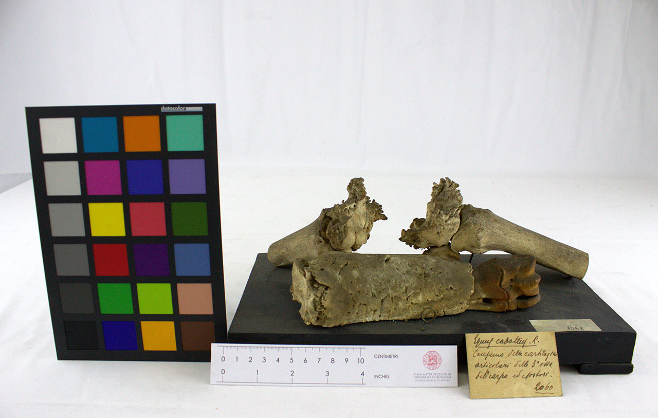 VERTEBRATI/ MAMMIFERI/ cavallo (esemplare)