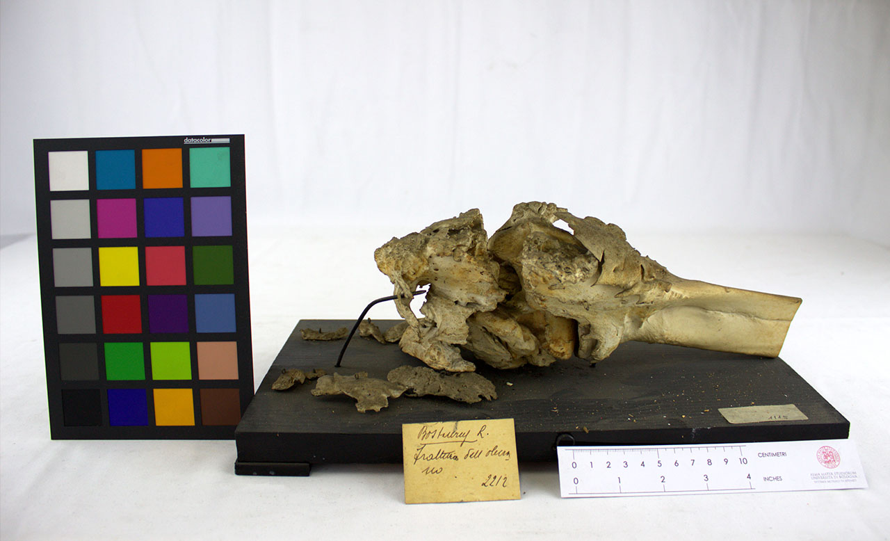 VERTEBRATI/ MAMMIFERI/ bovino (esemplare)