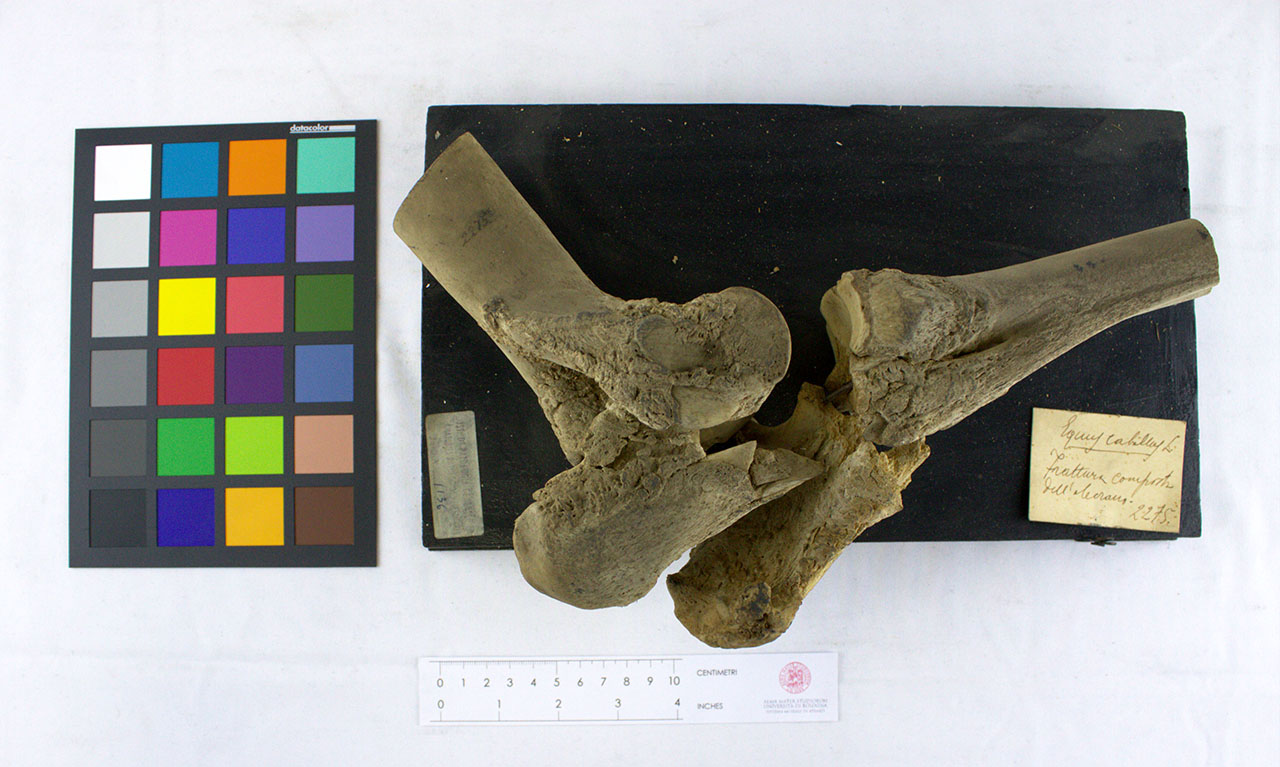 VERTEBRATI/ MAMMIFERI/ cavallo (esemplare)