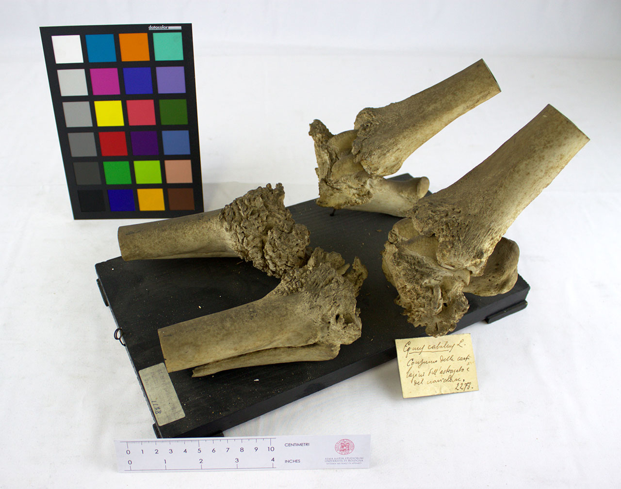 VERTEBRATI/ MAMMIFERI/ cavallo (esemplare)