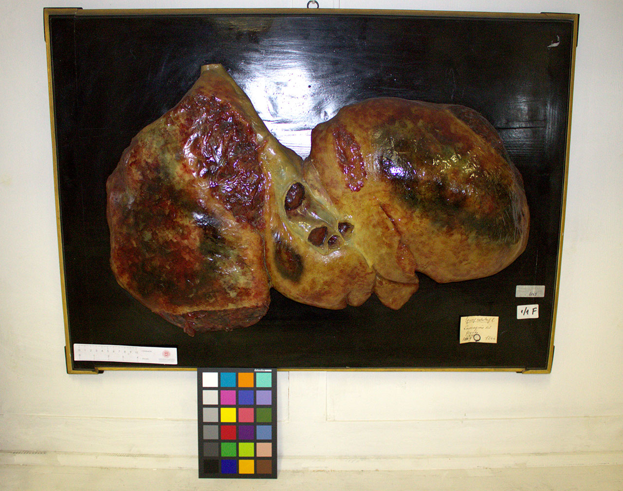 VERTEBRATI/ MAMMIFERI/ cavallo (esemplare)