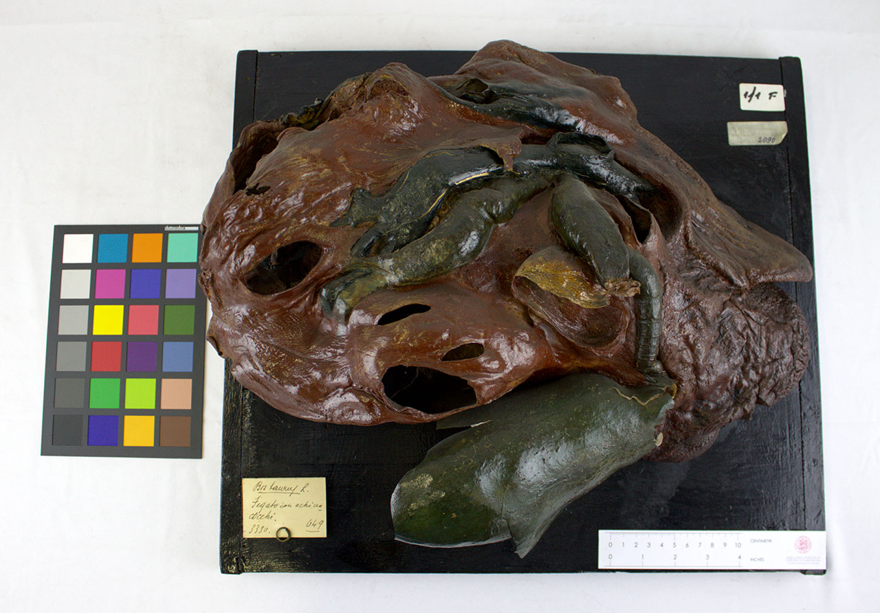 VERTEBRATI/ MAMMIFERI/ bovino (esemplare)