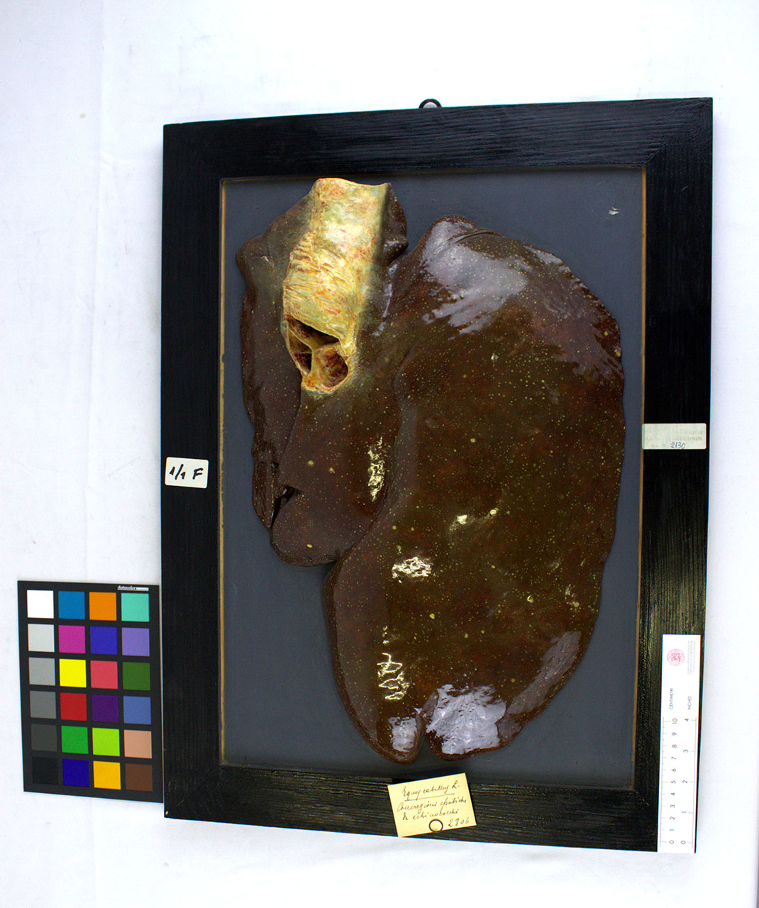 VERTEBRATI/ MAMMIFERI/ cavallo (esemplare)