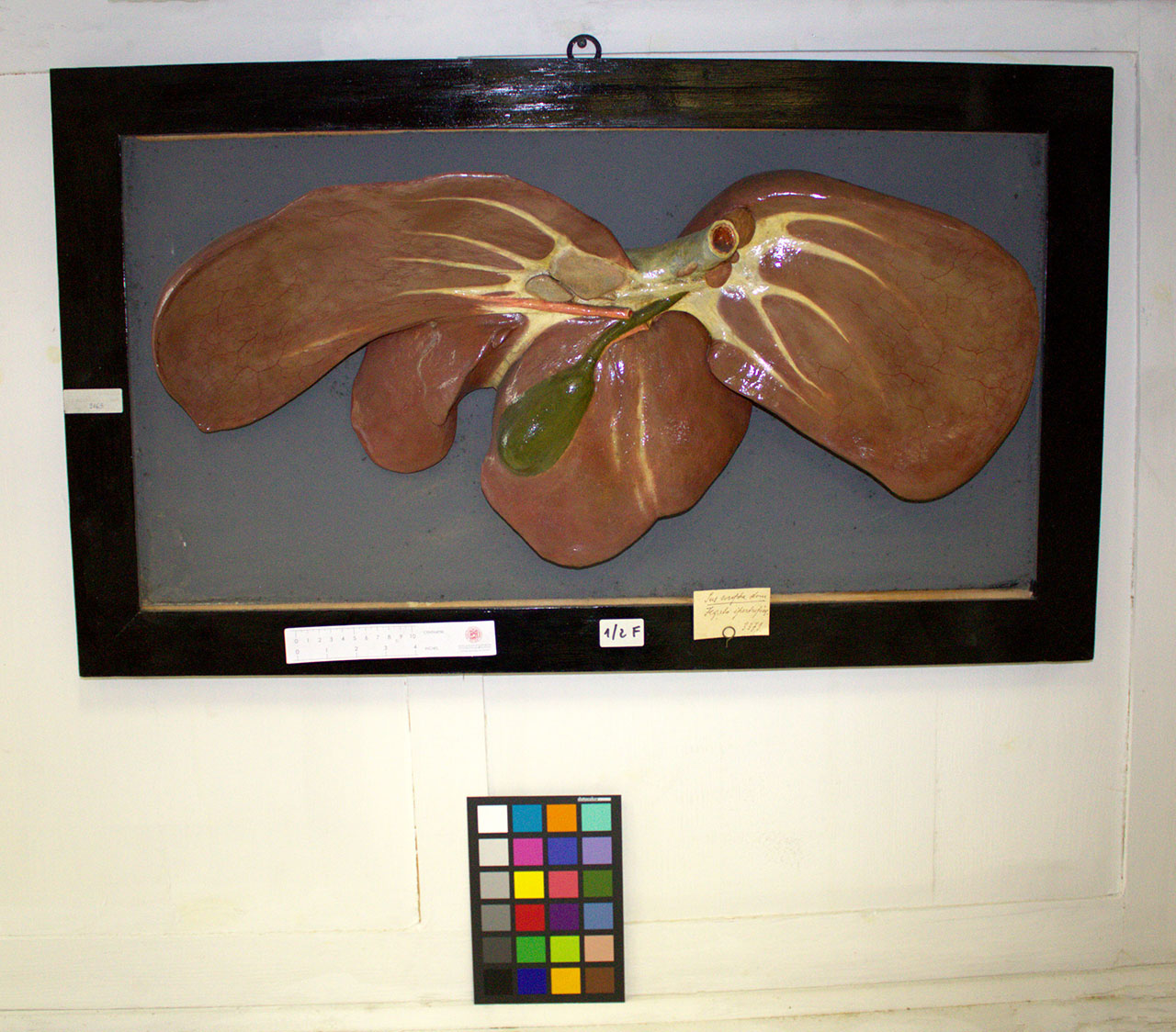 VERTEBRATI/MAMMIFERO/maiale (esemplare)