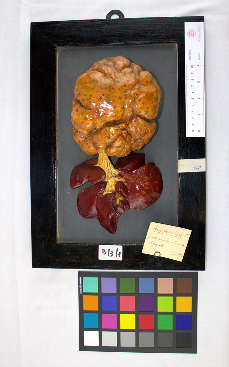 VERTEBRATI/MAMMIFERI/cane (esemplare)