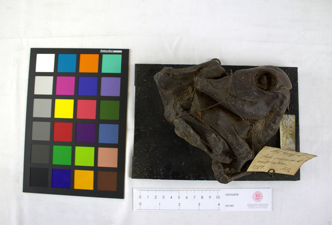 VERTEBRATI/ MAMMIFERI/ bovino (esemplare)