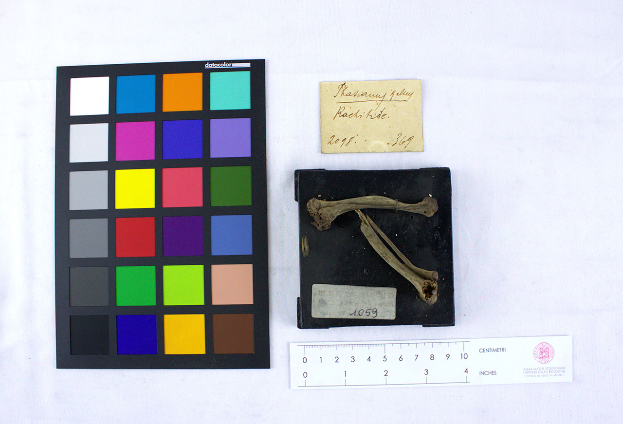 VERTEBRATI/AVES/gallo (esemplare)