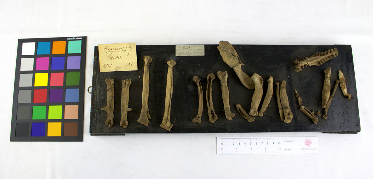 VERTEBRATI/AVES/gallo (esemplare)