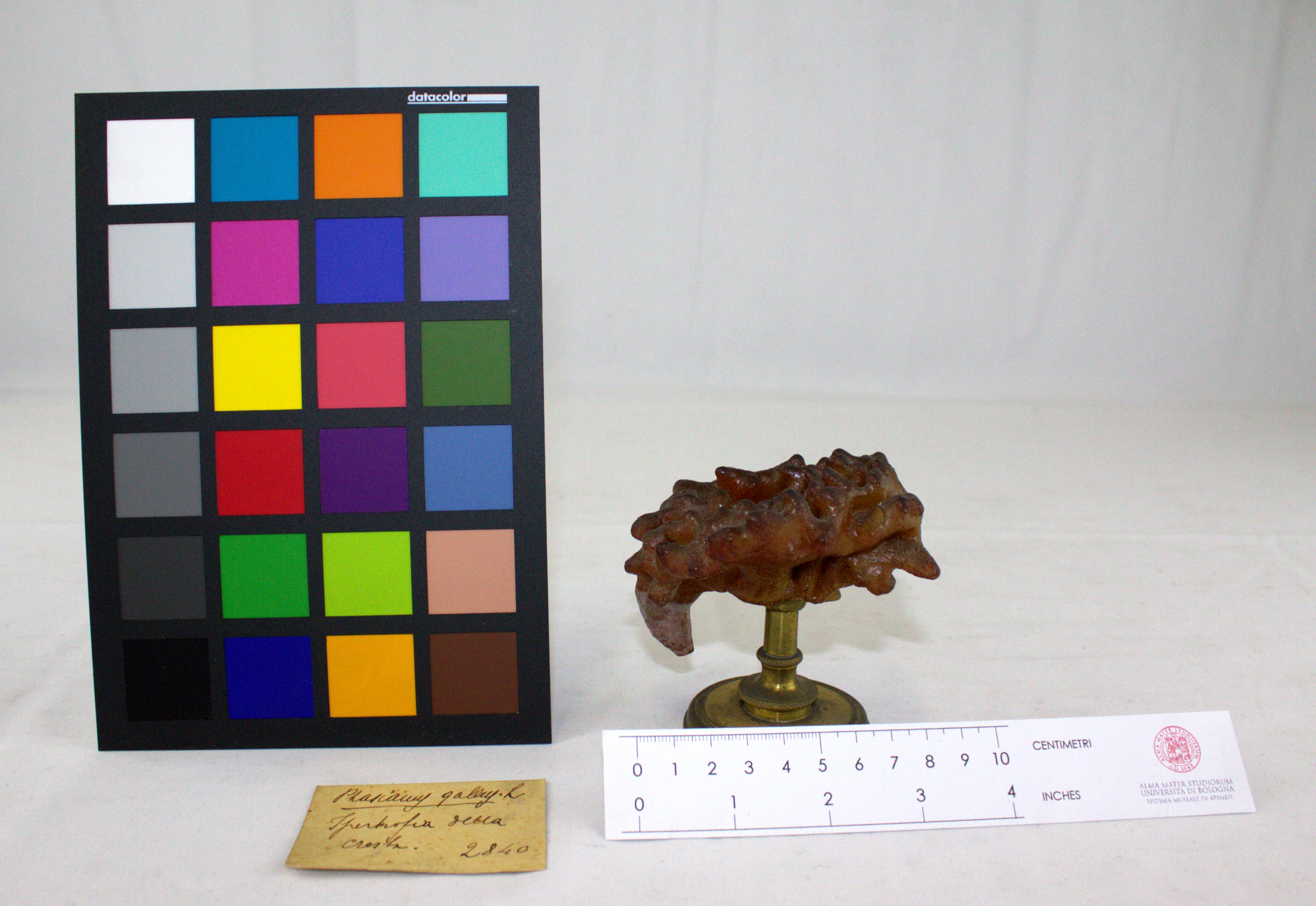 VERTEBRATI/AVES/gallo (esemplare)