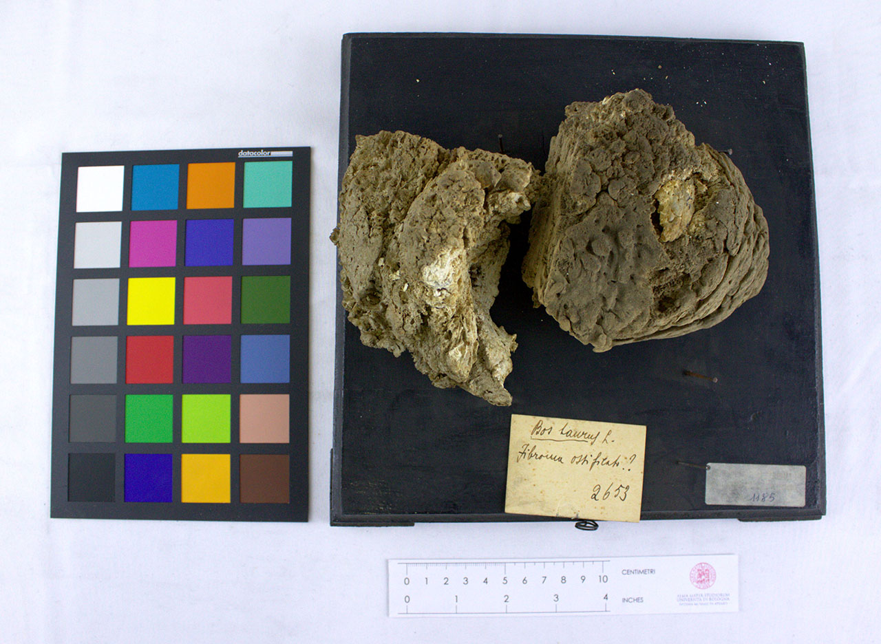 VERTEBRATI/ MAMMIFERI/ bovino (esemplare)