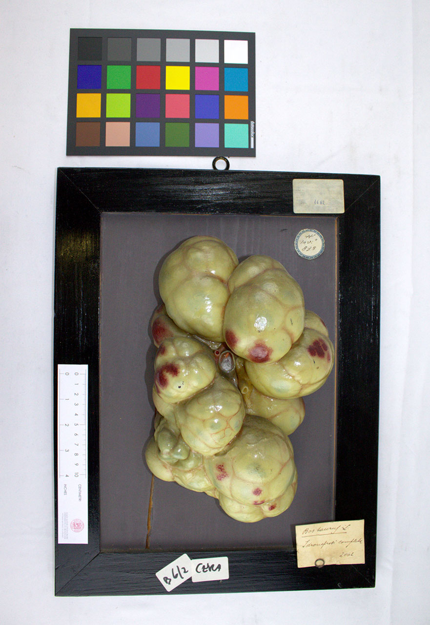 VERTEBRATI/ MAMMIFERI/ bovino (esemplare)