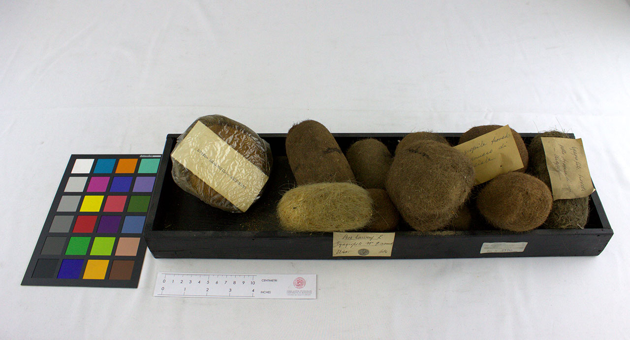 VERTEBRATI/ MAMMIFERI/ bovino (esemplare)