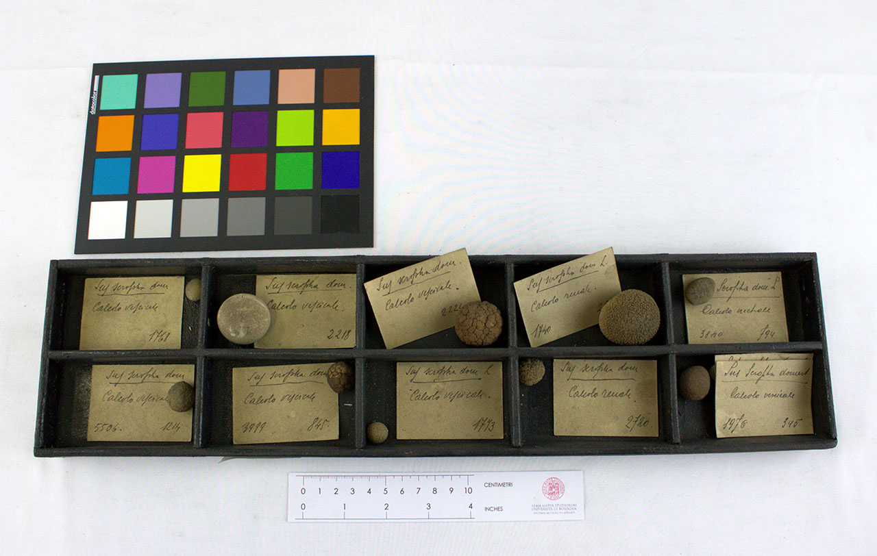 VERTEBRATI/MAMMIFERO/maiale (esemplare)