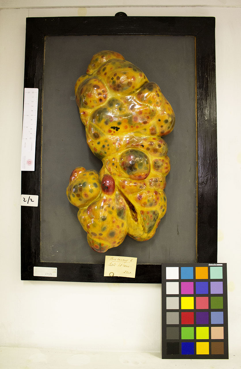 VERTEBRATI/ MAMMIFERI/ bovino (esemplare)