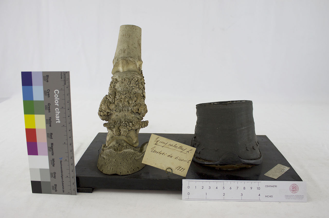 VERTEBRATI/ MAMMIFERI/ cavallo (esemplare)