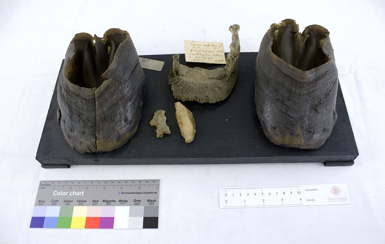 VERTEBRATI/ MAMMIFERI/ cavallo (esemplare)