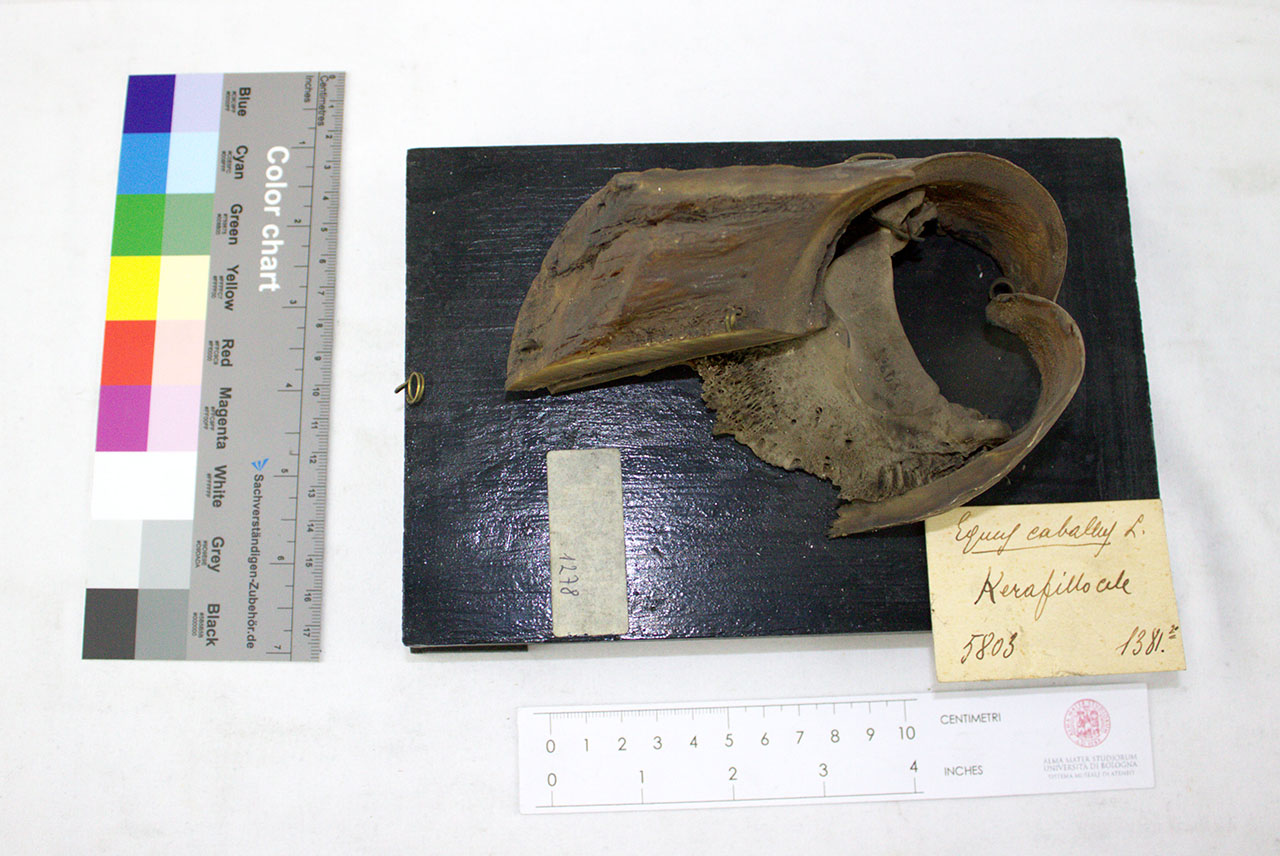 VERTEBRATI/ MAMMIFERI/ cavallo (esemplare)
