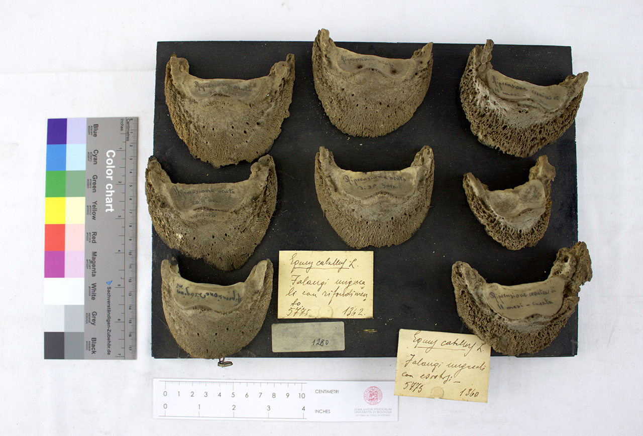 VERTEBRATI/ MAMMIFERI/ cavallo (esemplare)