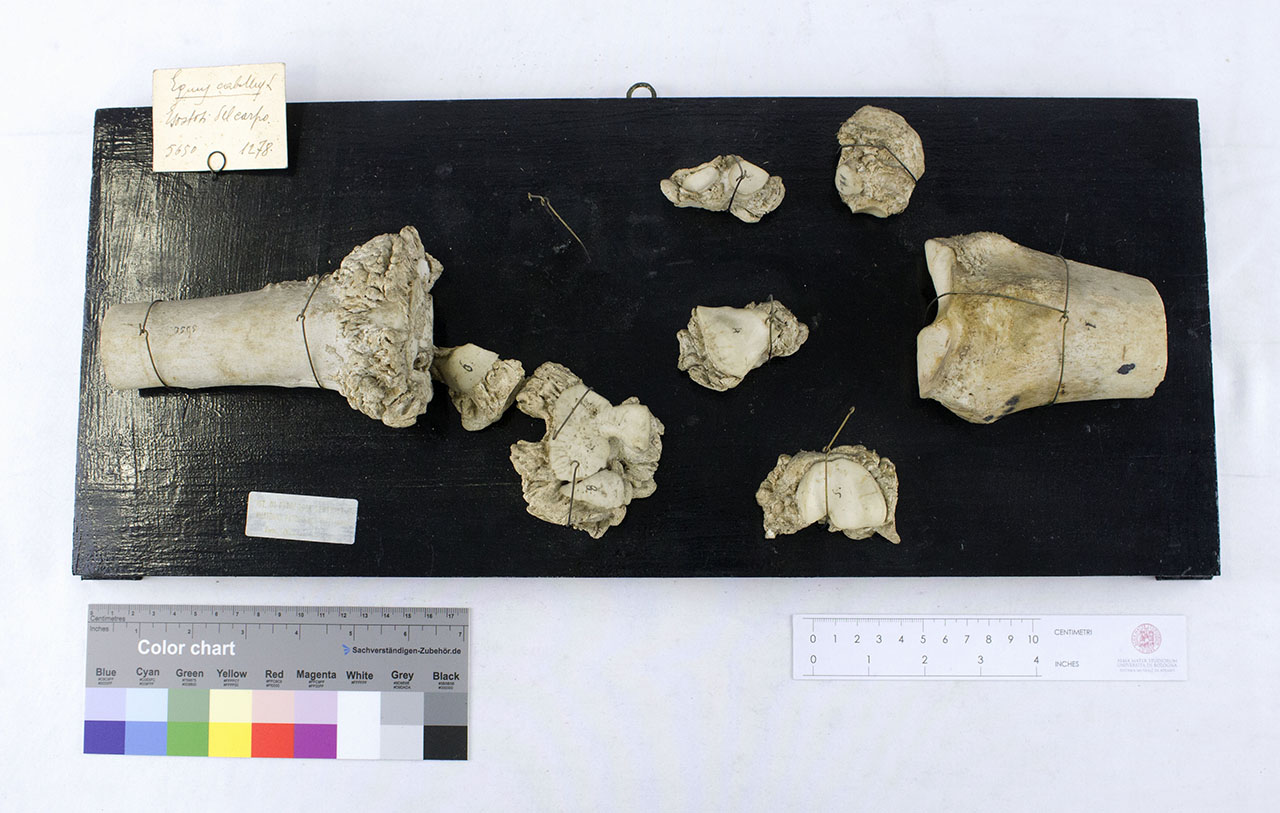 VERTEBRATI/ MAMMIFERI/ cavallo (esemplare)