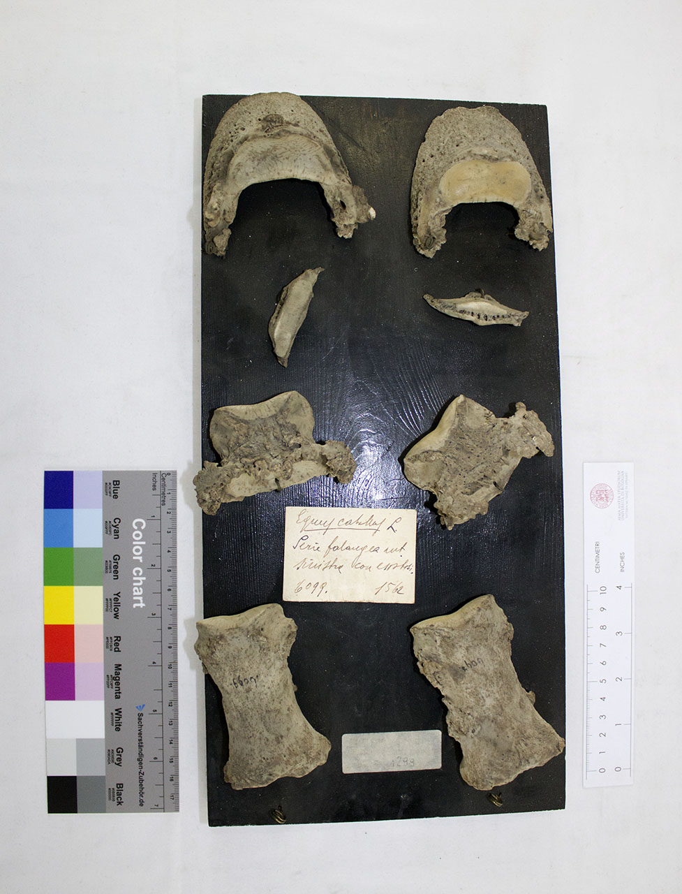 VERTEBRATI/ MAMMIFERI/ cavallo (esemplare)