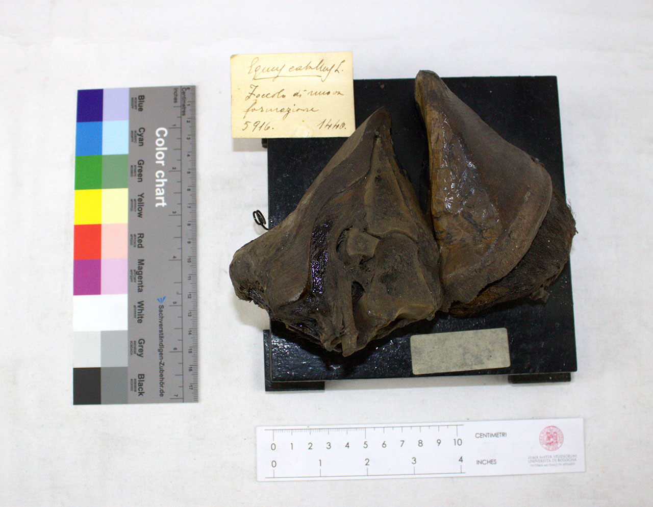 VERTEBRATI/ MAMMIFERI/ cavallo (esemplare)