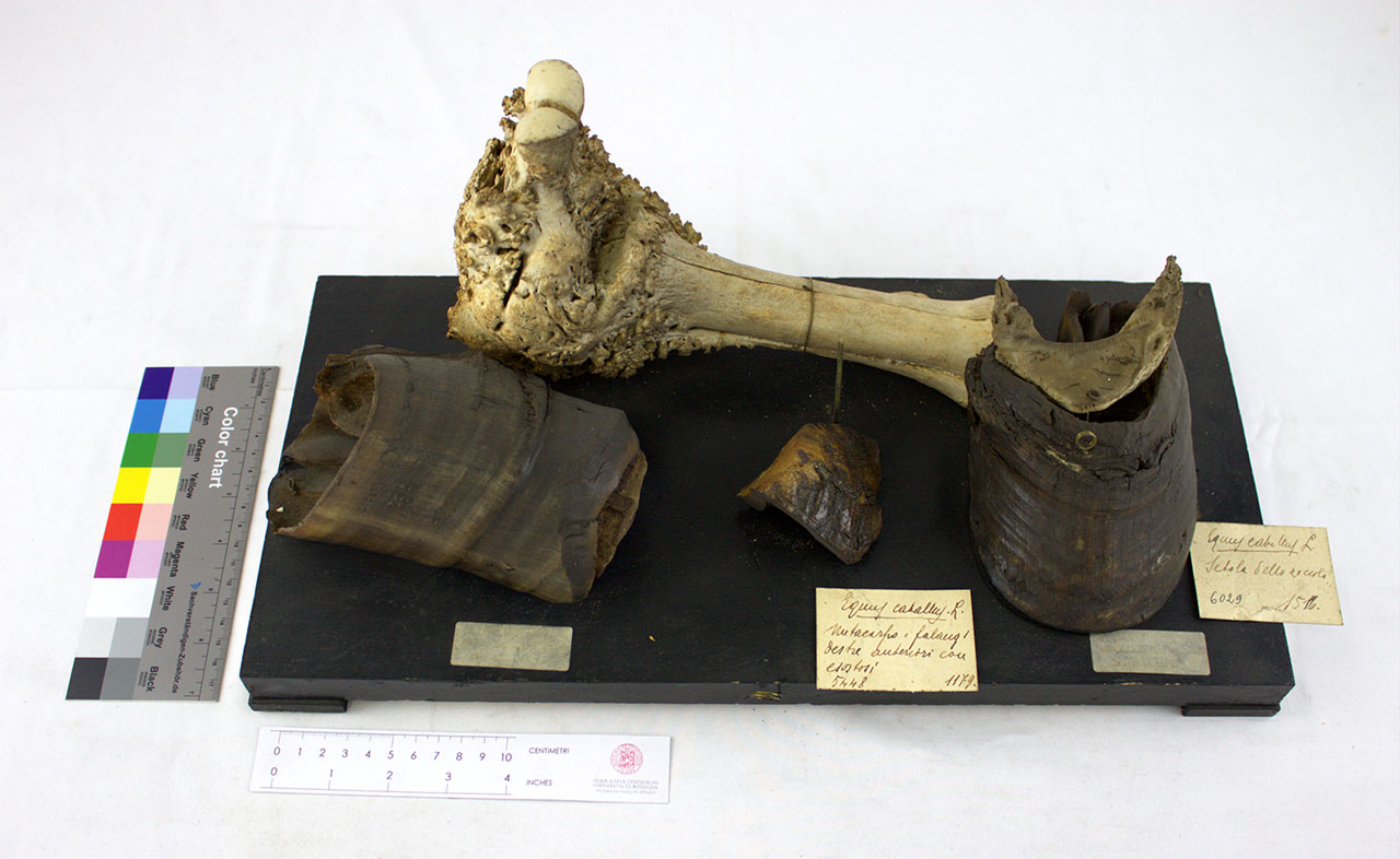 VERTEBRATI/ MAMMIFERI/ cavallo (esemplare)