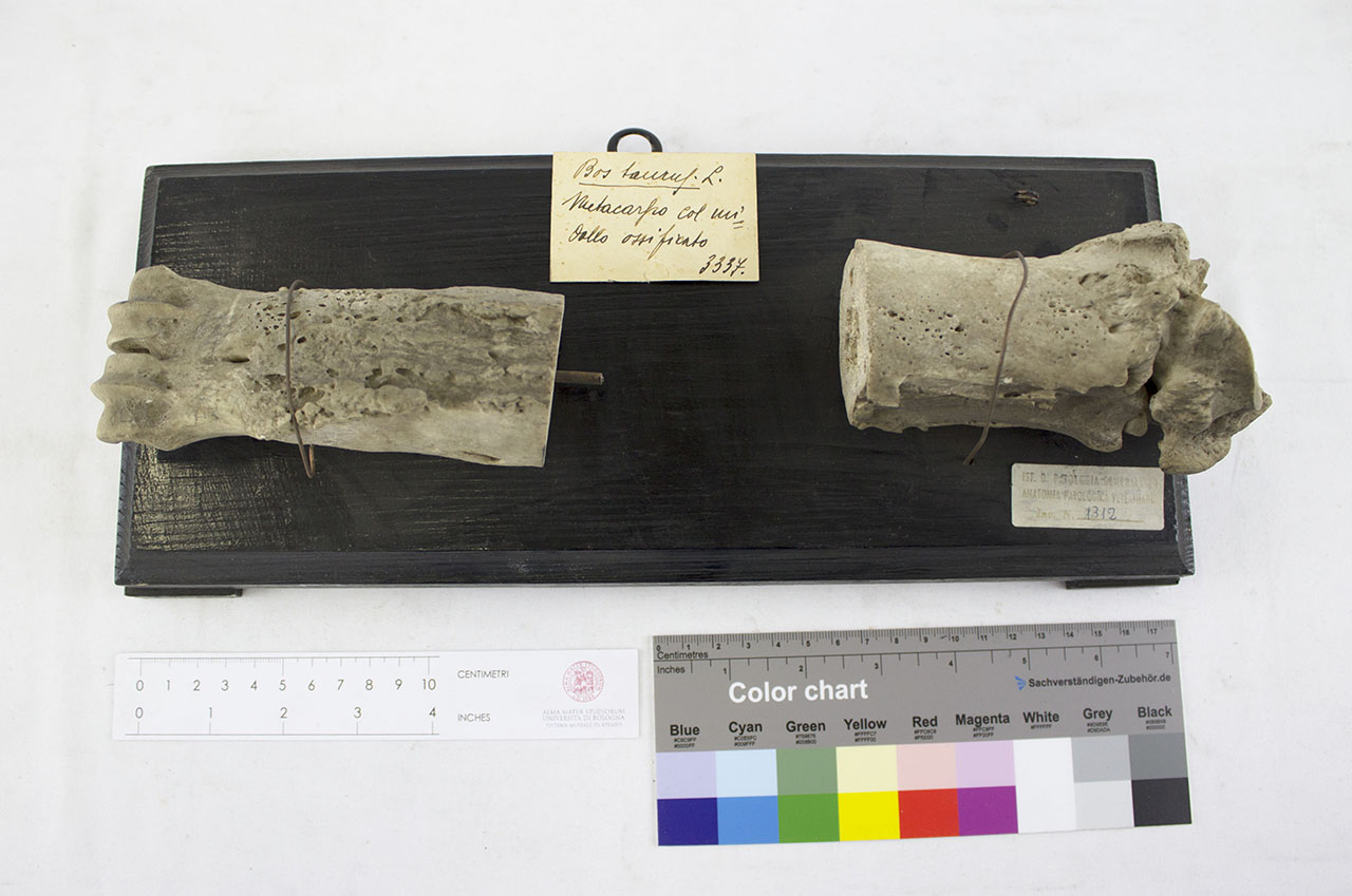 VERTEBRATI/ MAMMIFERI/ bovino (esemplare)