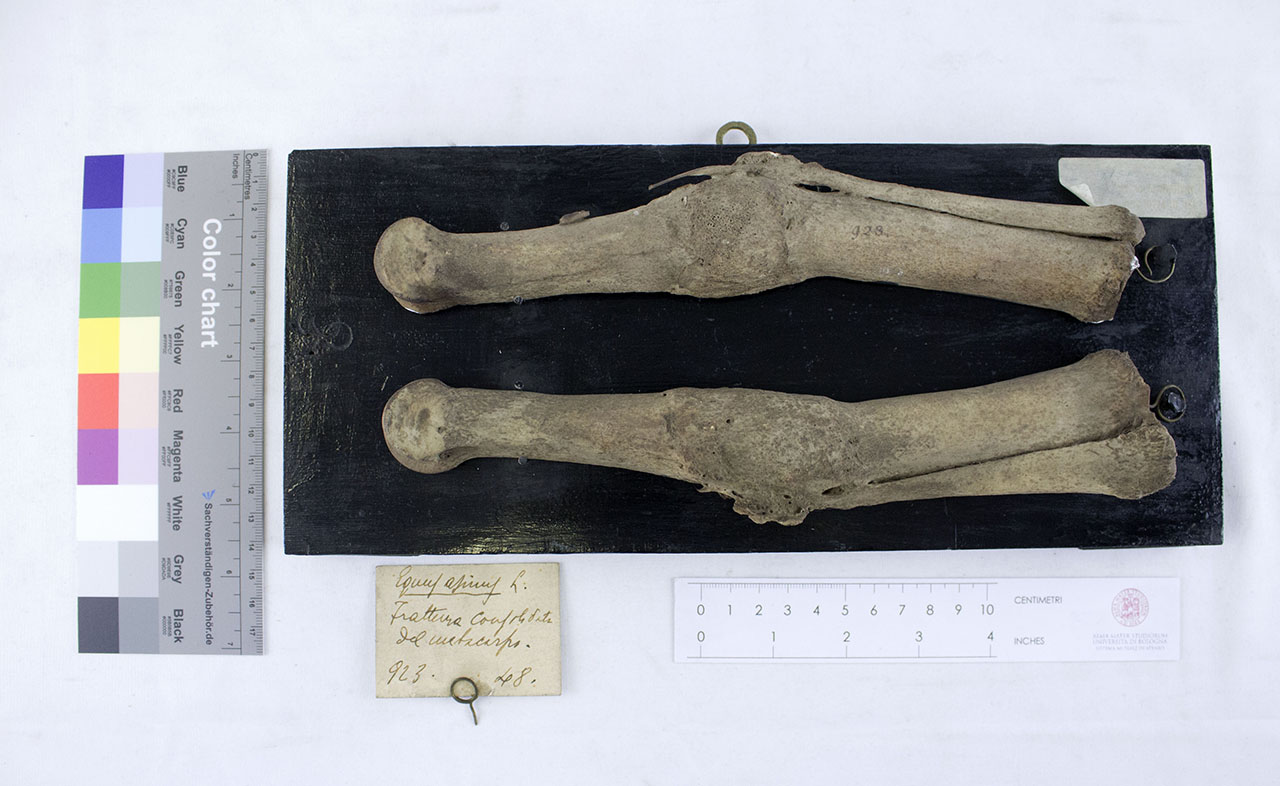 VERTEBRATI/ MAMMIFERI/ asino (esemplare)