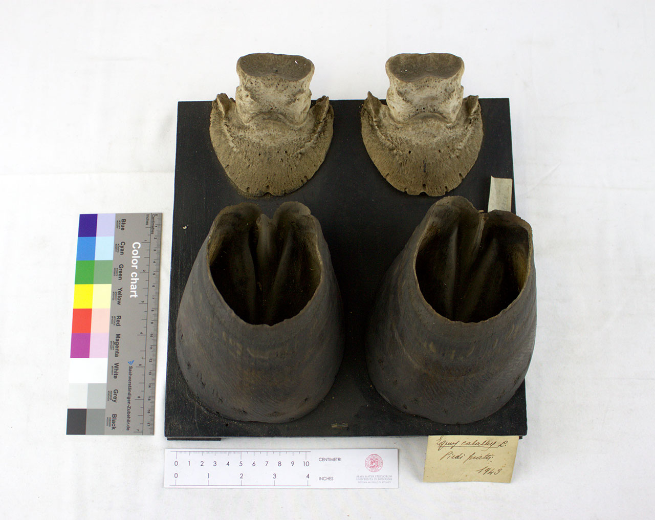 VERTEBRATI/ MAMMIFERI/ cavallo (esemplare)