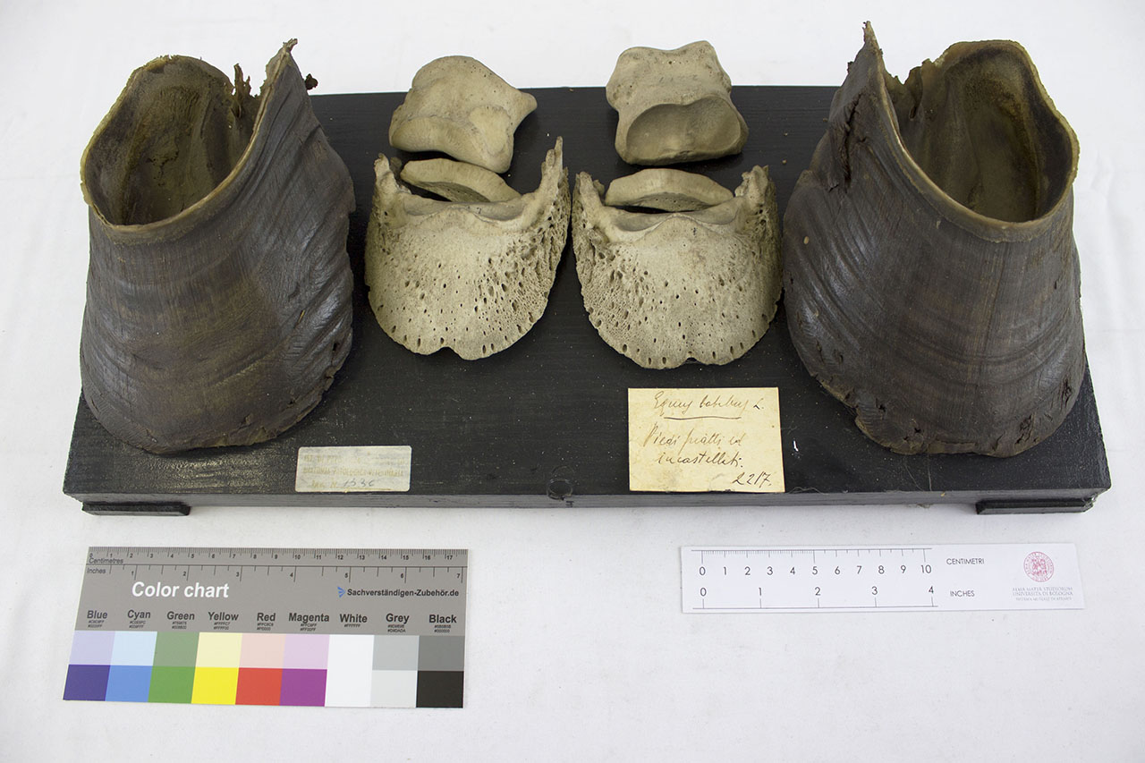 VERTEBRATI/ MAMMIFERI/ cavallo (esemplare)