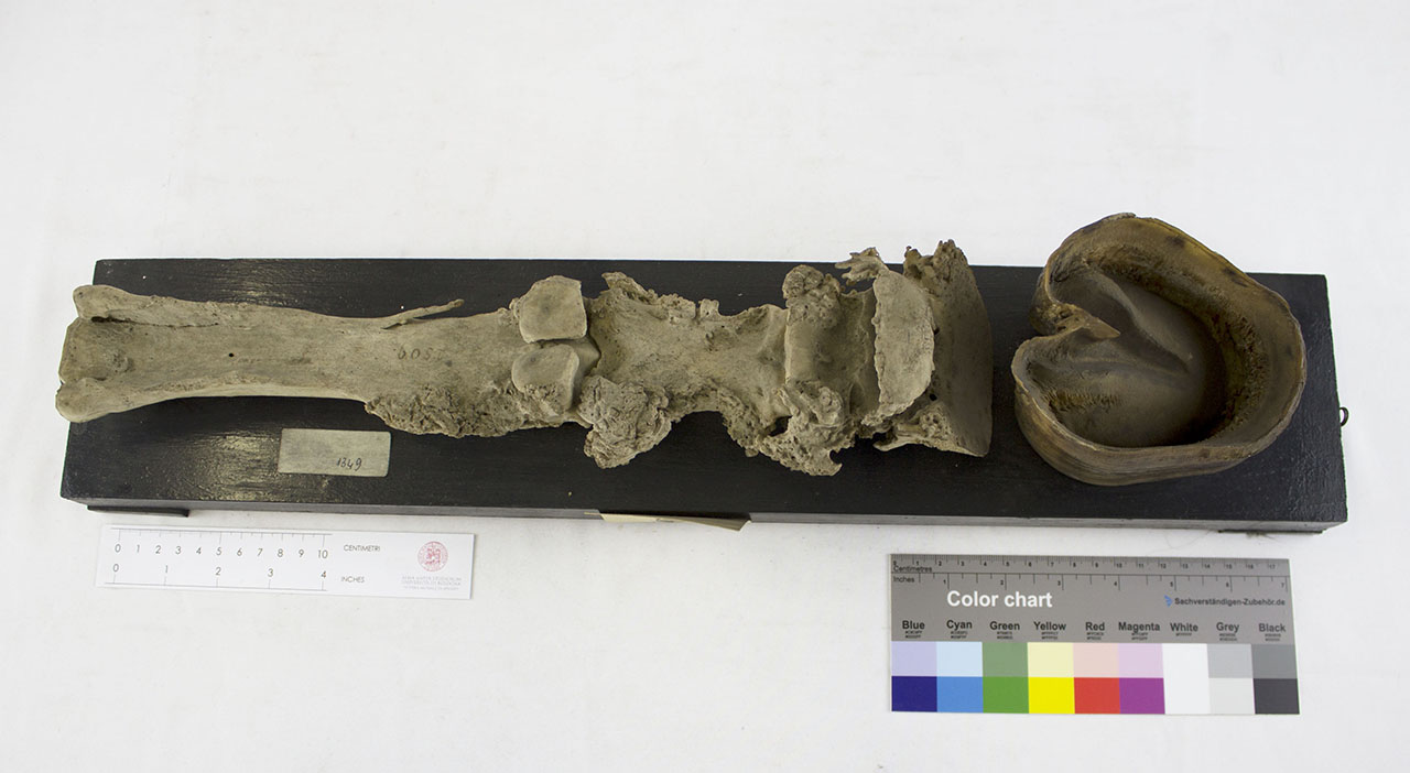 VERTEBRATI/ MAMMIFERI/ cavallo (esemplare)