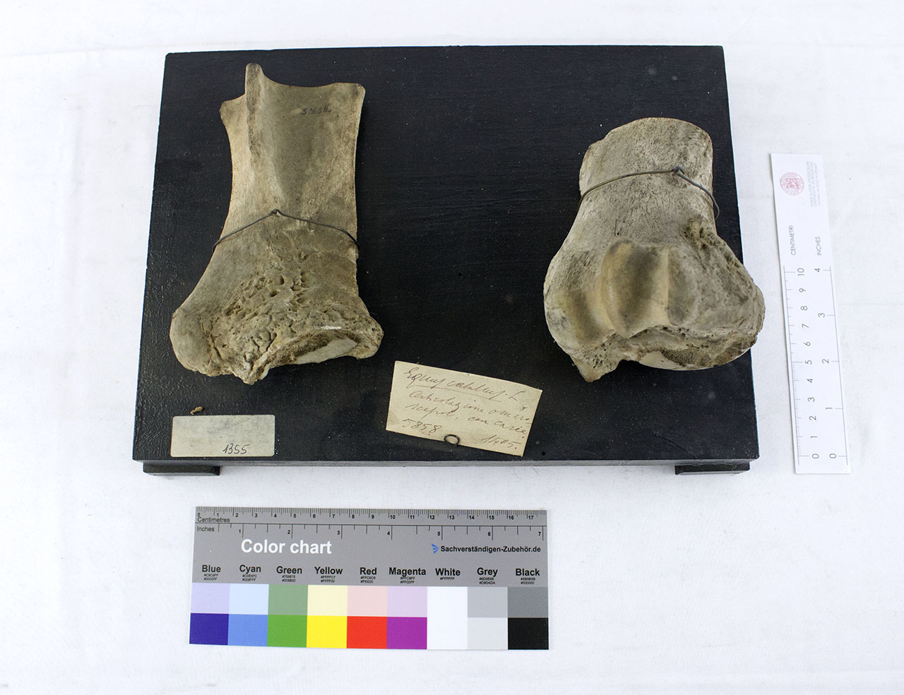 VERTEBRATI/ MAMMIFERI/ cavallo (esemplare)