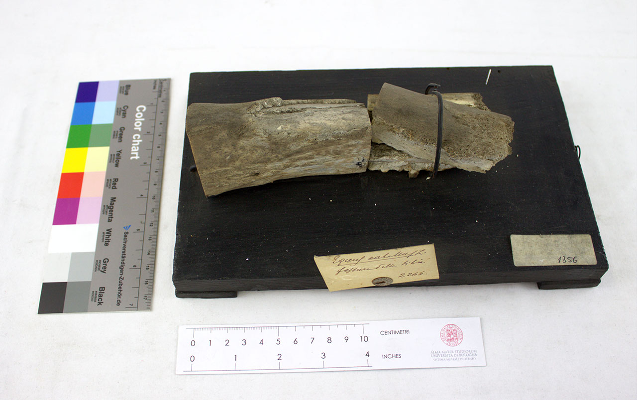 VERTEBRATI/ MAMMIFERI/ cavallo (esemplare)