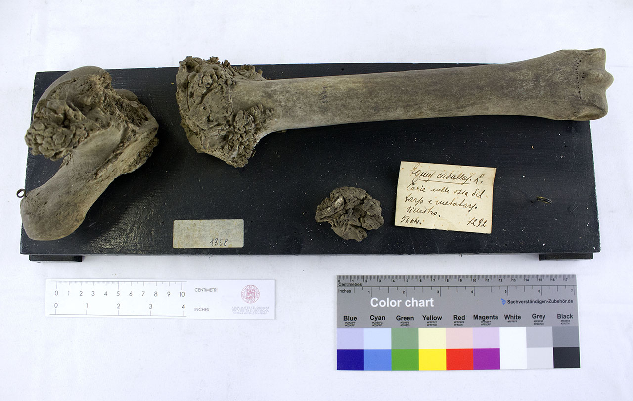 VERTEBRATI/ MAMMIFERI/ cavallo (esemplare)