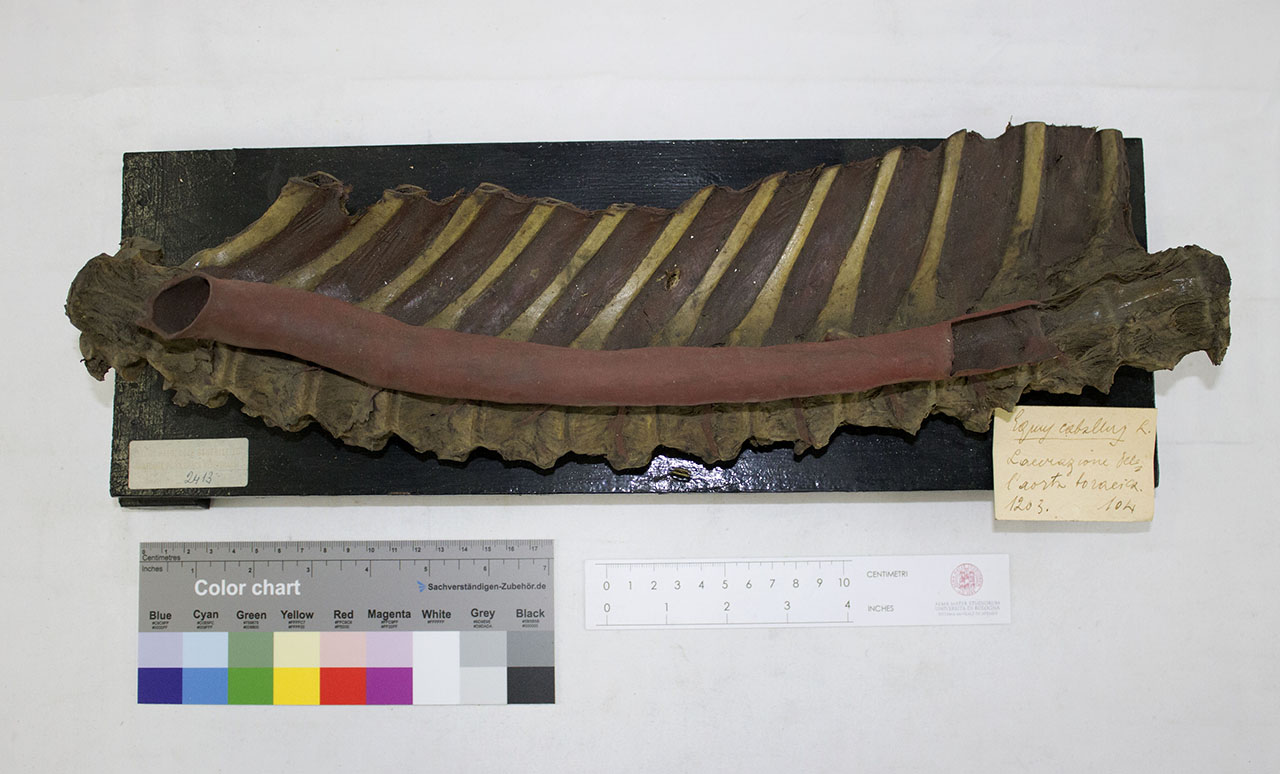 VERTEBRATI/ MAMMIFERI/ cavallo (esemplare)