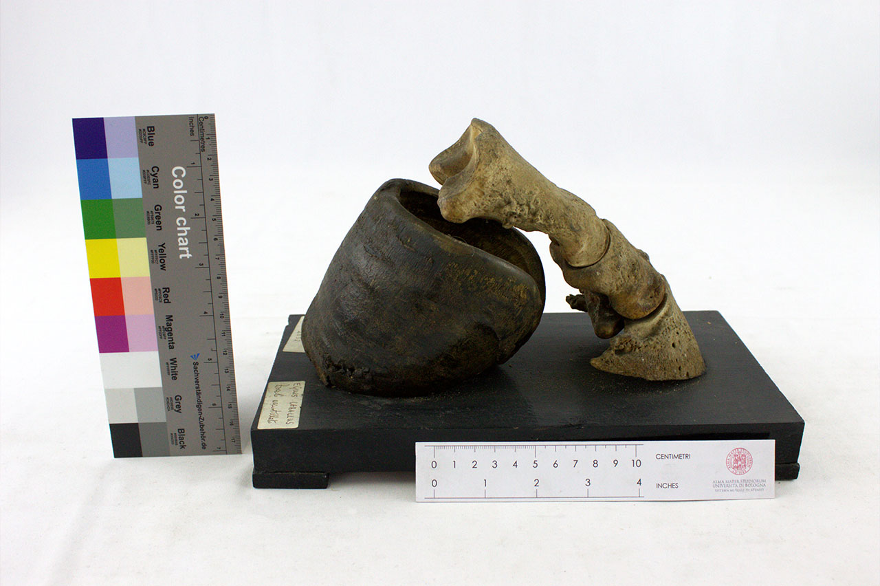 VERTEBRATI/ MAMMIFERI/ cavallo (esemplare)