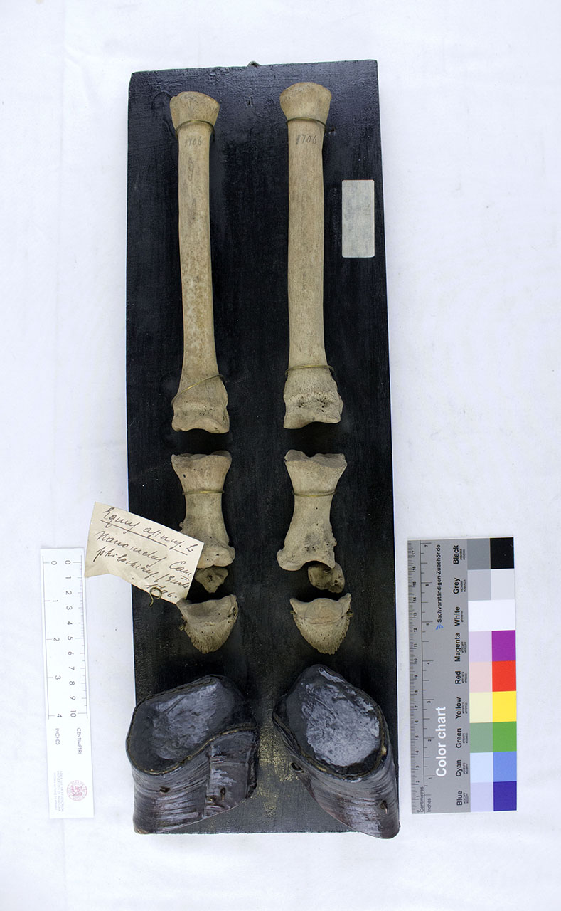 VERTEBRATI/ MAMMIFERI/ asino (esemplare)