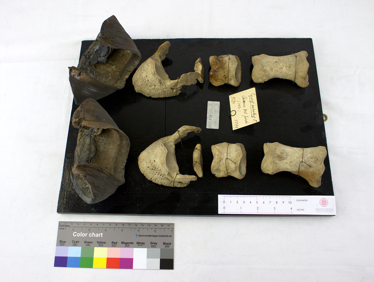 VERTEBRATI/ MAMMIFERI/ cavallo (esemplare)