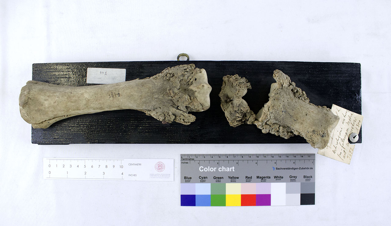 VERTEBRATI/ MAMMIFERI/ cavallo (esemplare)