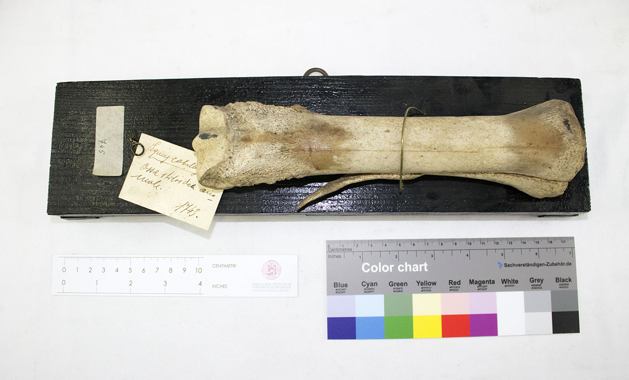 VERTEBRATI/ MAMMIFERI/ cavallo (esemplare)