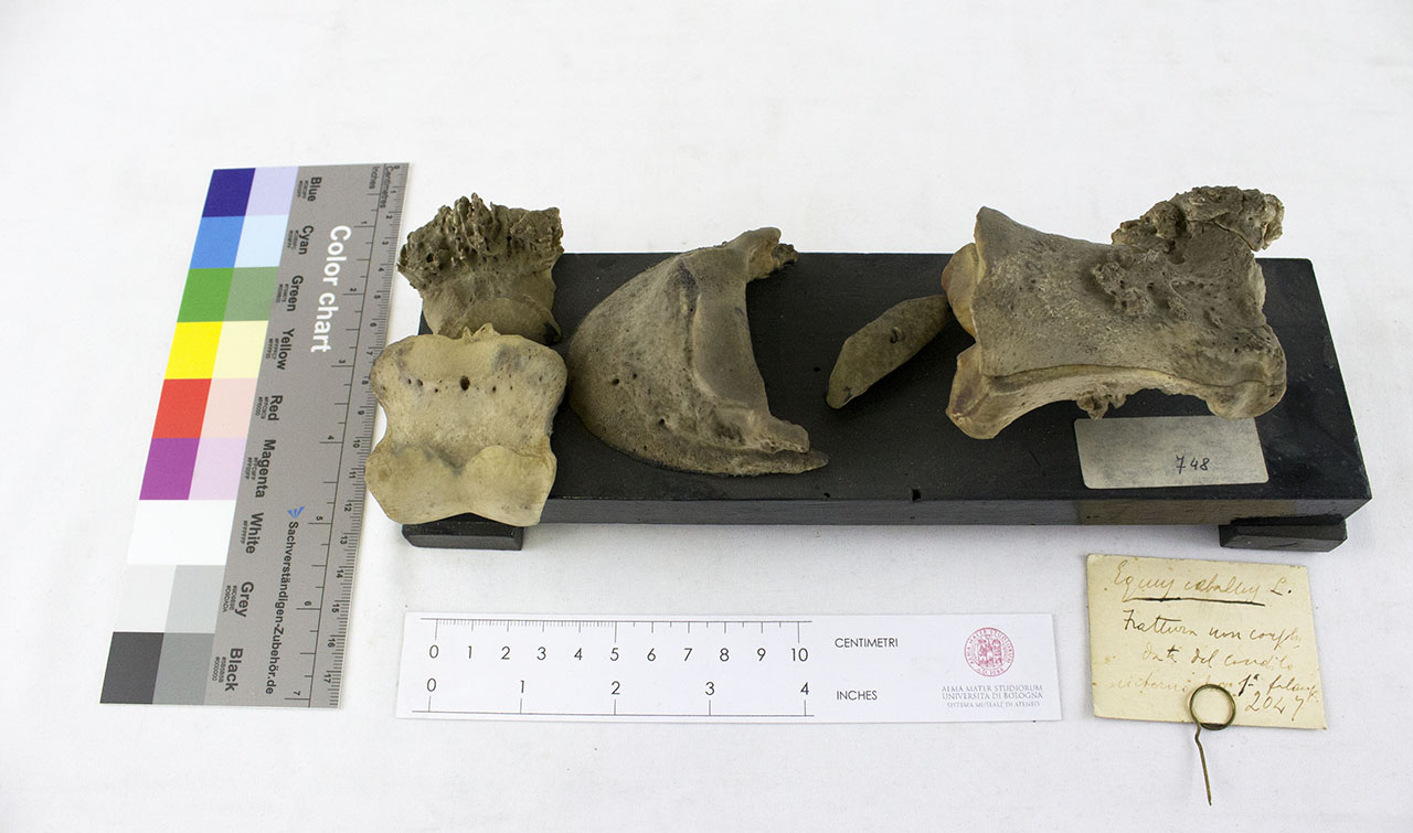 VERTEBRATI/ MAMMIFERI/ cavallo (esemplare)