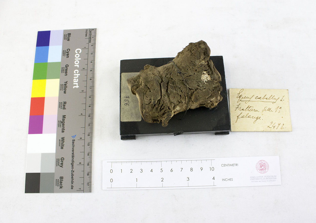 VERTEBRATI/ MAMMIFERI/ cavallo (esemplare)