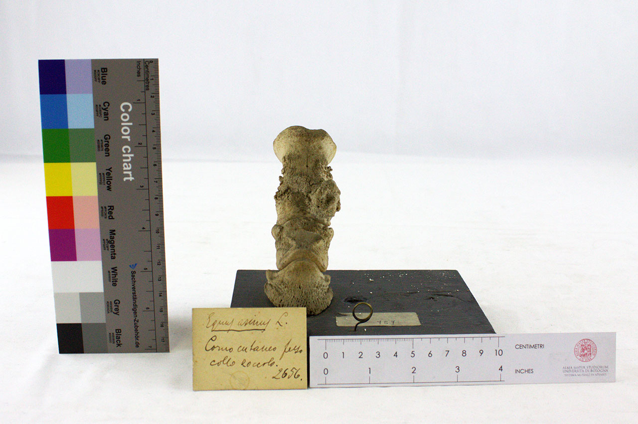 VERTEBRATI/ MAMMIFERI/ cavallo (esemplare)