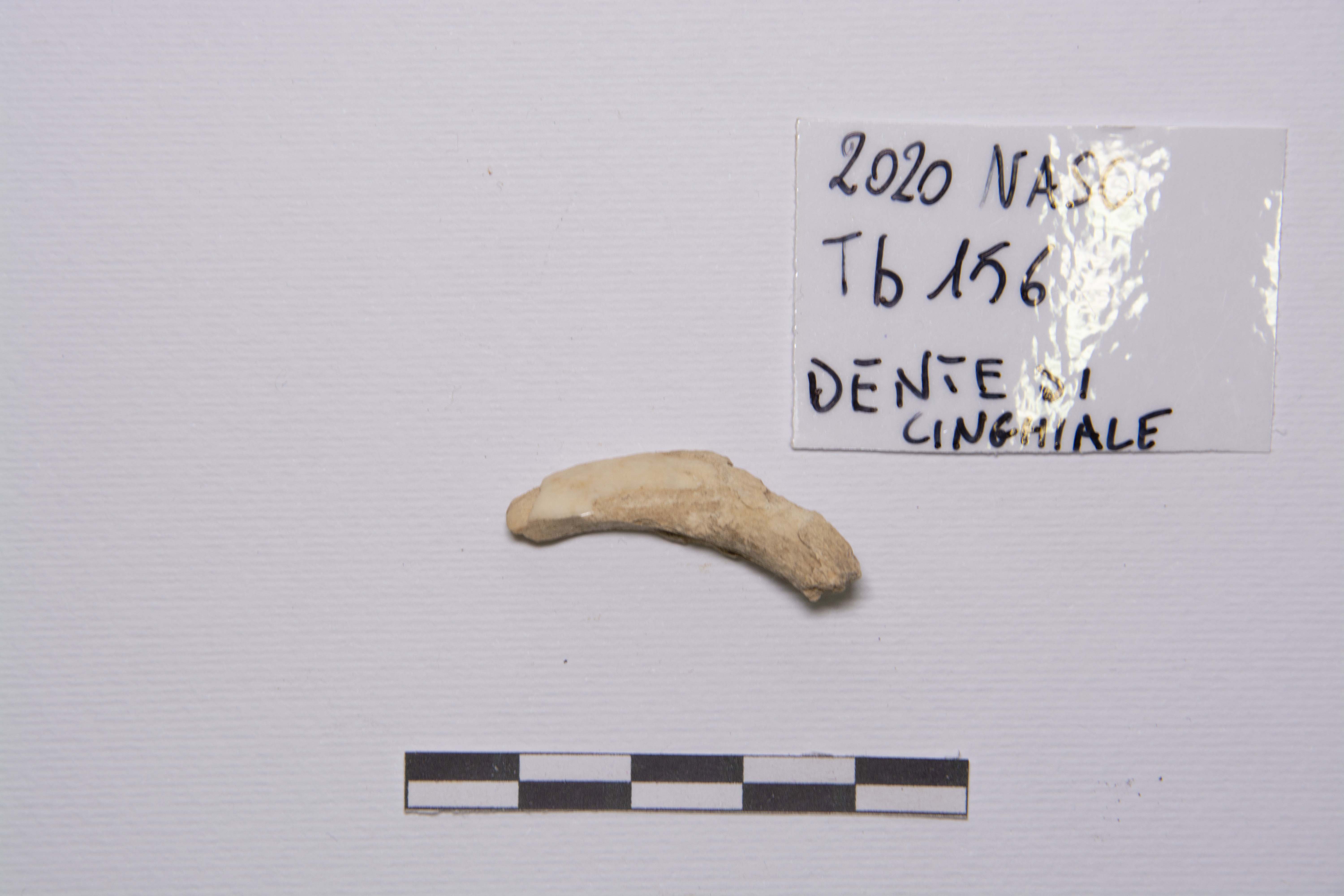 SINGOLO OGGETTO/ frammento, PERIODIZZAZIONI/ STORIA/ Età medievale/ Alto Medioevo