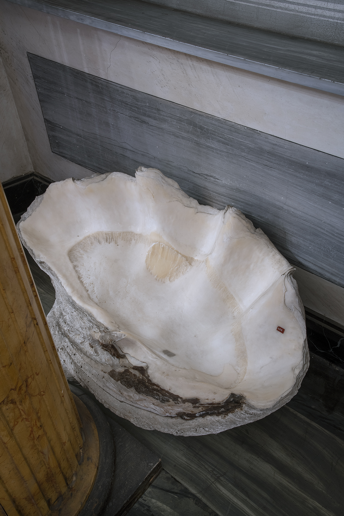 Tridacna gigas (Conchiglia, ARREDI E SUPPELLETTILI) - Filippine