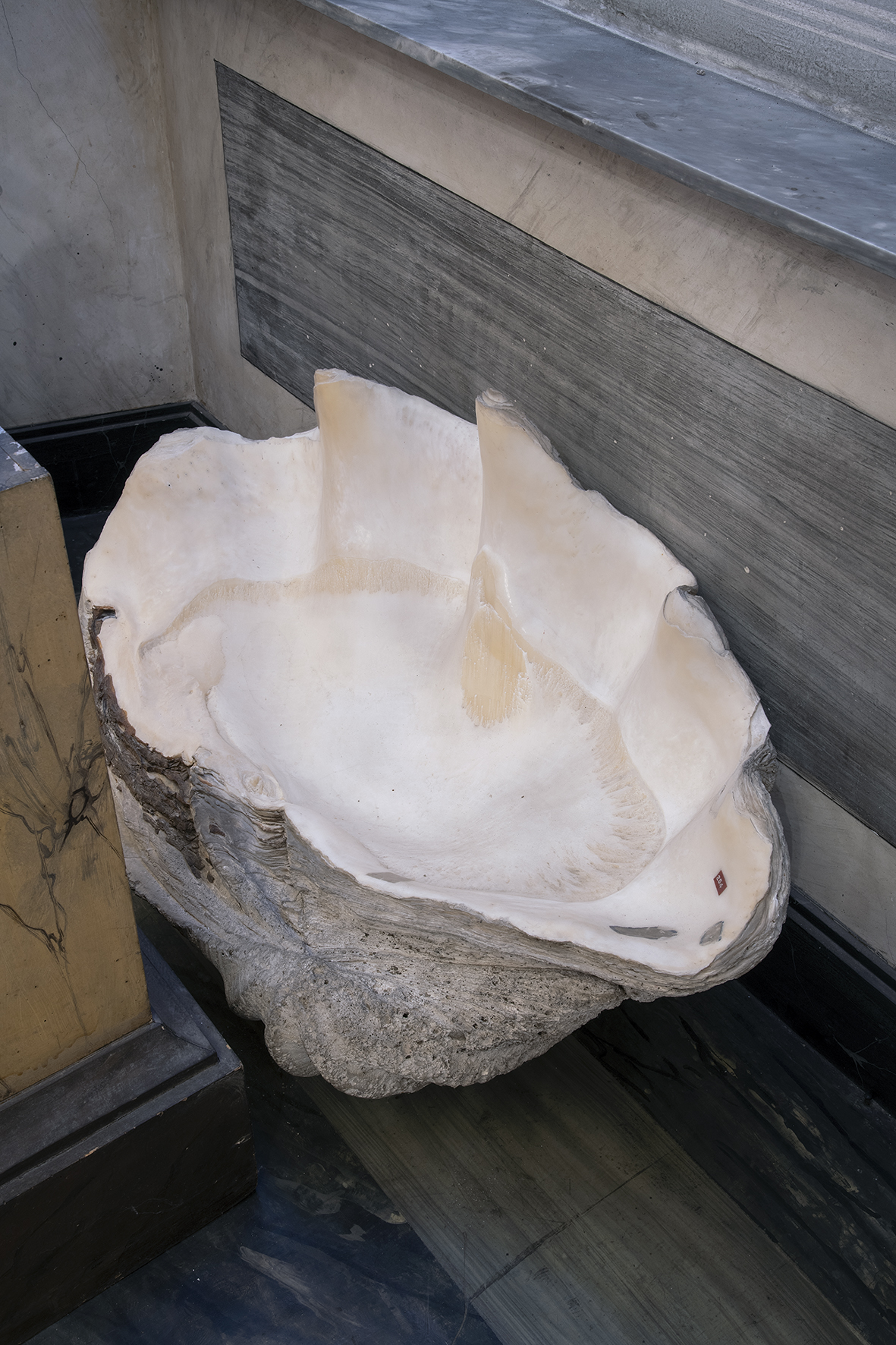 Tridacna gigas (Conchiglia, ARREDI E SUPPELLETTILI) - Filippine