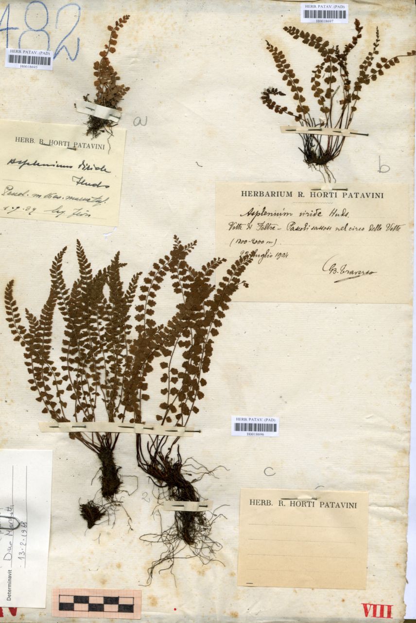Asplenium viride Hudson - erbario, Erbario Tre Venezie, Erbario Tre Venezie (1904/07/22)