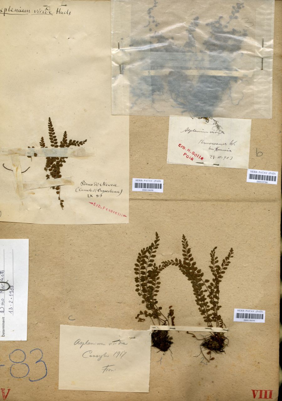 Asplenium viride Hudson - erbario, Erbario Tre Venezie, Erbario Tre Venezie (1903/06/28)
