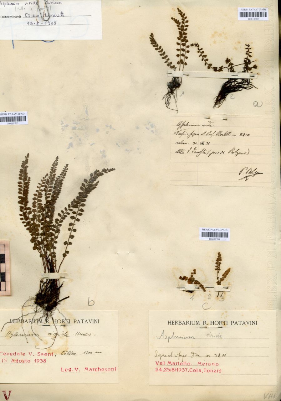 Asplenium viride Hudson - erbario, Erbario Tre Venezie, Erbario Tre Venezie (1931/07/30)