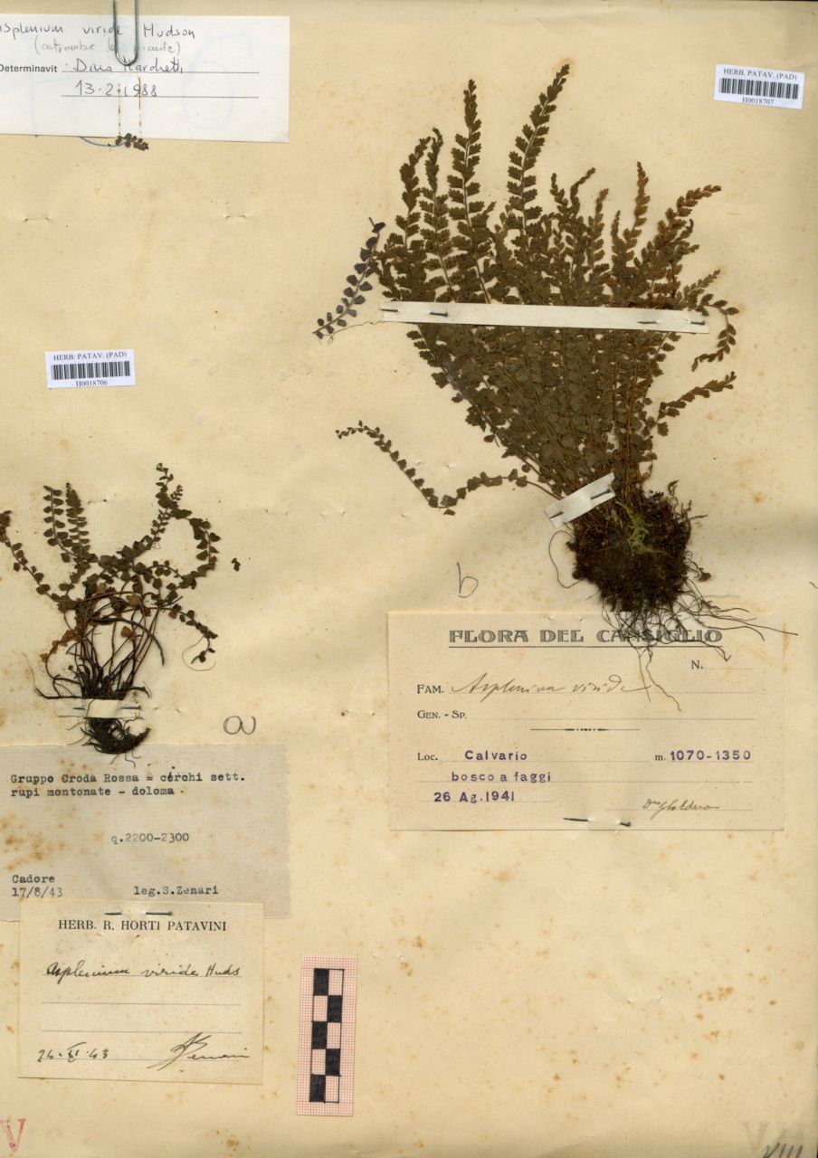 Asplenium viride - erbario, Erbario Tre Venezie, Erbario Tre Venezie (1941/08/26)